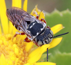 Xerocoelioxys