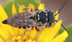 Xerocoelioxys
