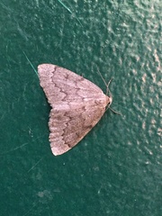 Nepytia pellucidaria