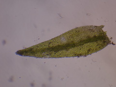 Rhynchostegiella teneriffae