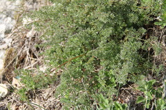 Ferulago galbanifera