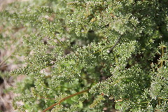 Ferulago galbanifera