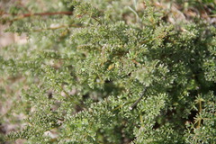 Ferulago galbanifera