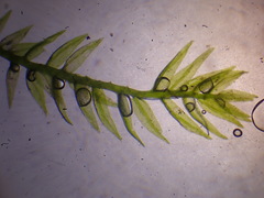 Rhynchostegiella teneriffae