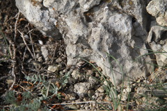 Dorcadion cinerarium