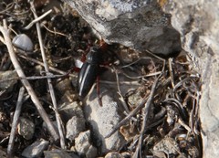 Dorcadion cinerarium