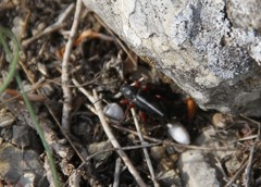 Dorcadion cinerarium