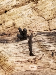 Xylaria longiana