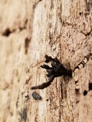 Xylaria longiana
