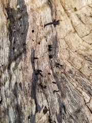 Xylaria longiana
