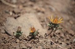 Chaetanthera glabrata