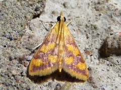 Pyrausta phoenicealis