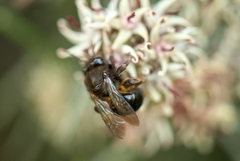 Cadeguala occidentalis