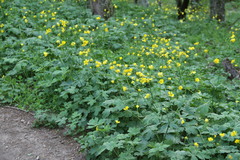 Ranunculus constantinopolitanus