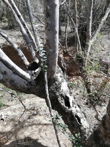 Image of Combretum afrum by (c) Christiaan Viljoen, some rights reserved (CC BY)