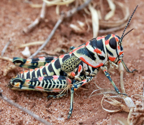 Rainbow Grasshopper