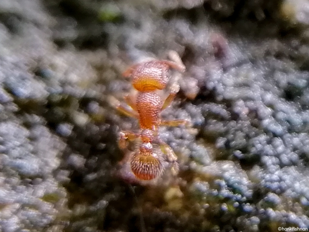 Tetramorium simillimum