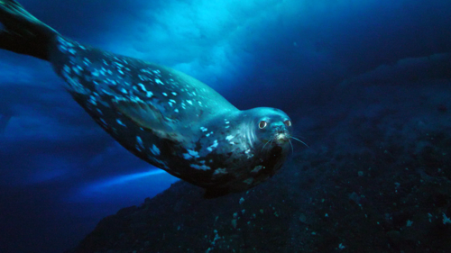 Weddell Seal, photo 9 of 10
