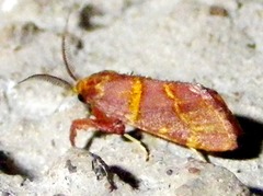 Bostra pyroxantha