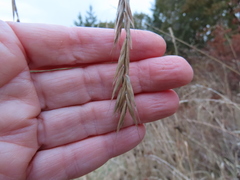 Bromus sitchensis