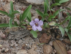 Dyschoriste schiedeana