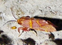 Bostra pyroxantha