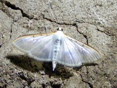 Palpita vitrealis