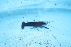 Procambarus acutus