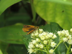 Corticea mendica schwartzi