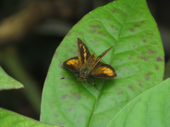 Corticea mendica schwartzi