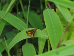 Corticea mendica schwartzi