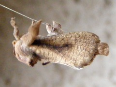Kroonia