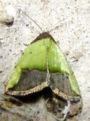 Ozarba nigroviridis