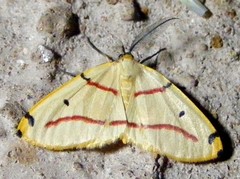 Phoenicocampa