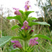 Common Hemp-Nettle - Photo (c) Bastiaan, some rights reserved (CC BY-NC-ND)