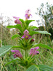 Common Hemp-Nettle - Photo (c) Bastiaan, some rights reserved (CC BY-NC-ND)
