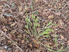 Elymus glaucus glaucus
