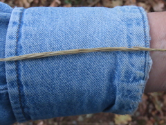 Elymus glaucus glaucus