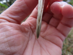 Elymus glaucus glaucus