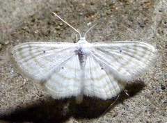 Scopula penultima