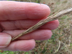 Elymus glaucus glaucus