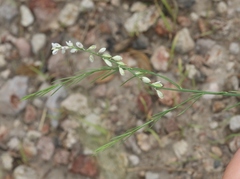 Polygala hemipterocarpa