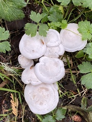 Clitocybe dilatata