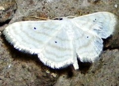 Scopula penultima
