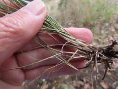 Festuca roemeri