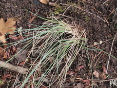 Festuca roemeri