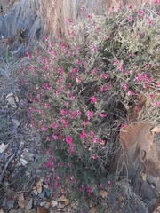 Indigofera complicata