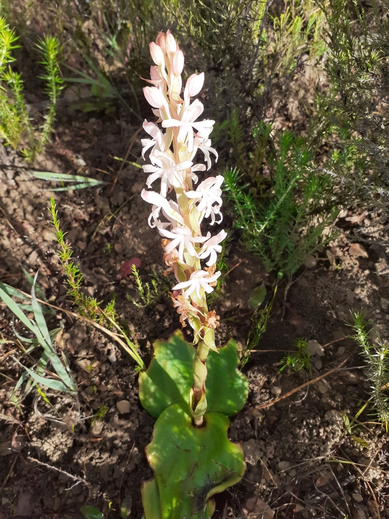 Pale Satyre