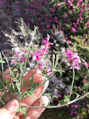 Indigofera complicata