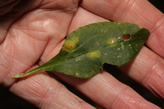 Puccinia arenariae
